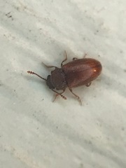 Cryptophagus setulosus