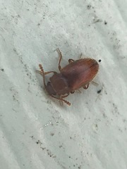 Cryptophagus setulosus