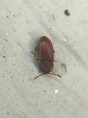 Cryptophagus setulosus