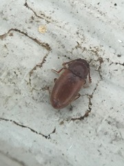 Cryptophagus setulosus