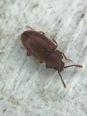 Cryptophagus setulosus