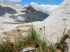 Carex straminiformis