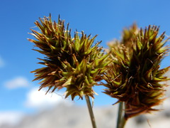 Carex straminiformis