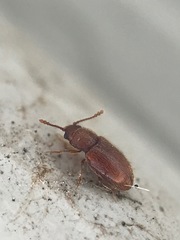 Cryptophagus setulosus