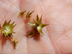 Carex straminiformis
