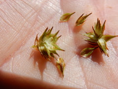 Carex straminiformis