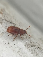 Cryptophagus setulosus