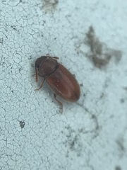 Cryptophagus setulosus