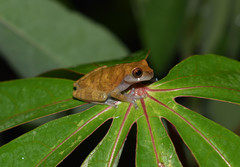 Dendropsophus koechlini