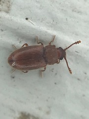 Cryptophagus setulosus