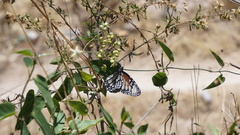 Danaus gilippus candidus