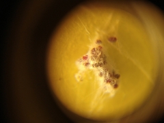 Dactylopius coccus