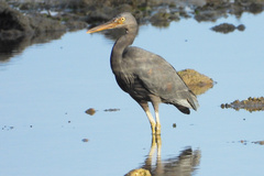 Egretta sacra