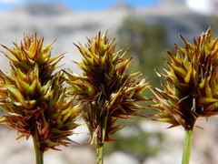 Carex straminiformis