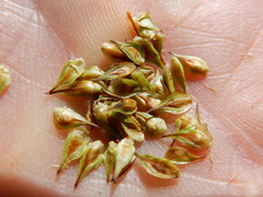 Carex straminiformis