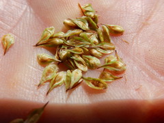 Carex straminiformis