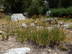 Carex straminiformis