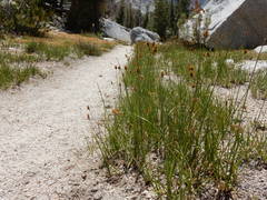 Carex straminiformis