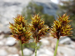 Carex straminiformis