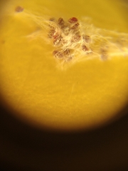 Dactylopius coccus