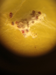 Dactylopius coccus