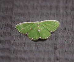 Argyrocosma inductaria