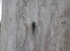 Birrima castanea