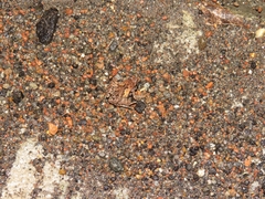 Microhyla palmipes