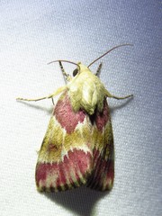 Schinia sanguinea