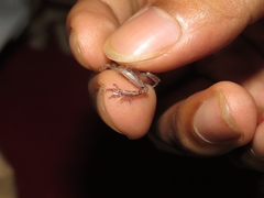 Microhyla palmipes