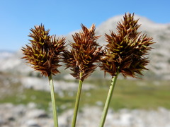 Carex straminiformis