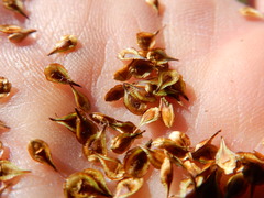 Carex straminiformis