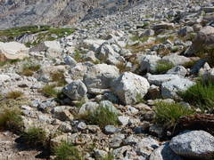 Carex straminiformis