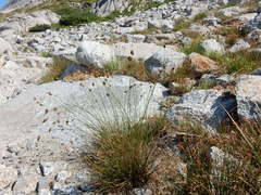 Carex straminiformis