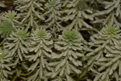 Myriophyllum aquaticum