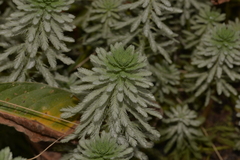 Myriophyllum aquaticum
