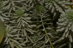 Myriophyllum aquaticum