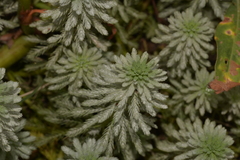Myriophyllum aquaticum