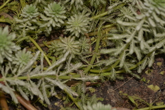 Myriophyllum aquaticum