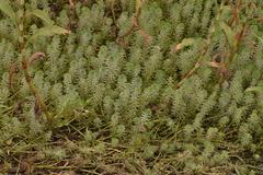 Myriophyllum aquaticum