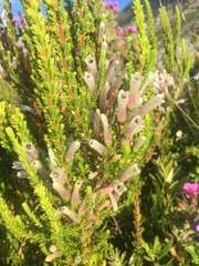 Erica perspicua