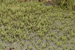 Myriophyllum aquaticum