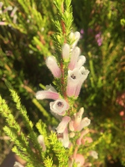 Erica perspicua
