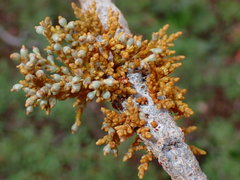 Arceuthobium vaginatum