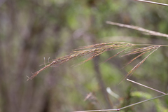 Austrostipa breviglumis