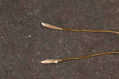 Austrostipa breviglumis