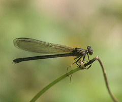 Euphaea ochracea