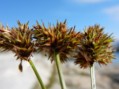 Carex straminiformis