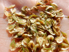 Carex straminiformis