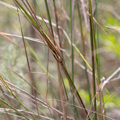 Austrostipa breviglumis